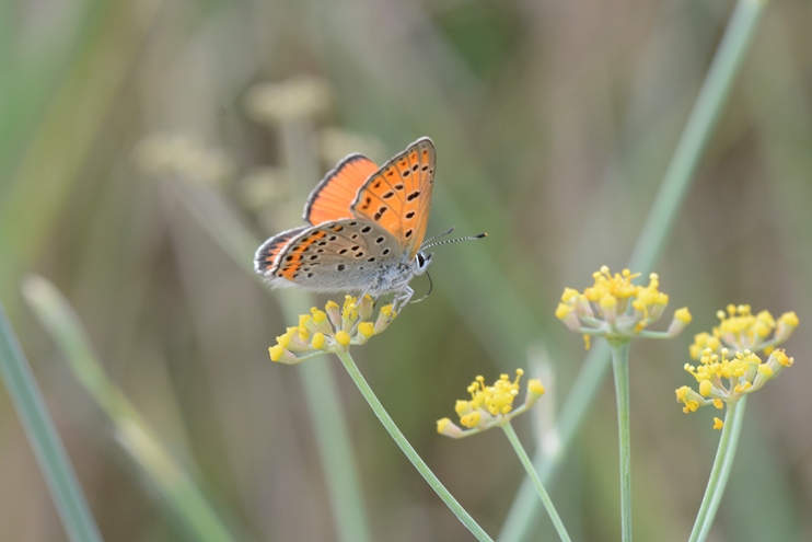 Identificazione licenide